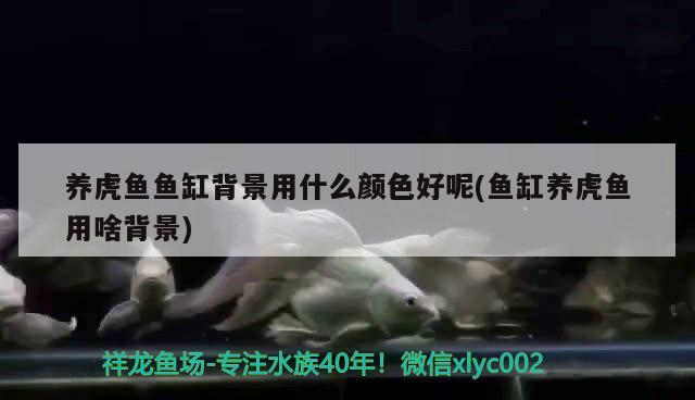 泰國虎 養(yǎng)虎魚魚缸背景用什么顏色好呢(魚缸養(yǎng)虎魚用啥背景) 虎魚百科 養(yǎng)虎魚魚缸背景用什么顏色好呢(魚缸養(yǎng)虎魚用啥背景) 養(yǎng)虎魚魚缸背景用什么顏色好呢(魚缸養(yǎng)虎魚用啥背景) 虎魚百科