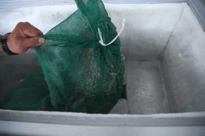 福魟魟魚專用飼料購買渠道，淘寶上哪些品牌魟魚飼料受歡迎