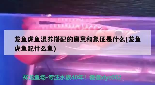 龍魚虎魚混養搭配的寓意和象征是什么(龍魚虎魚配什么魚)
