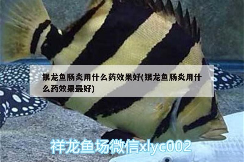 銀龍魚腸炎用什么藥效果好(銀龍魚腸炎用什么藥效果最好)
