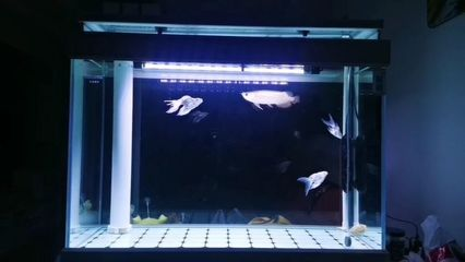 紅龍魚可以和蝴蝶鯉混養(yǎng)嗎：紅龍魚和蝴蝶鯉可以混養(yǎng)嗎