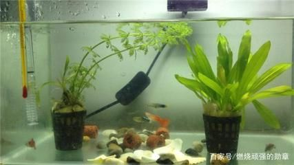 八爪魚在魚缸里怎么養殖：八爪魚養殖的技術要點