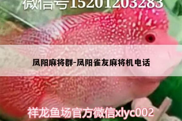 給大魚缸換水的作文:體驗給大魚缸換水的樂趣:體驗給大魚缸換水:給大魚缸換水的作文 鳳陽麻將群:鳳陽雀友麻將機電話 魟魚百科 鳳陽麻將群:鳳陽雀友麻將機電話 鳳陽麻將群:鳳陽雀友麻將機電話 魟魚百科