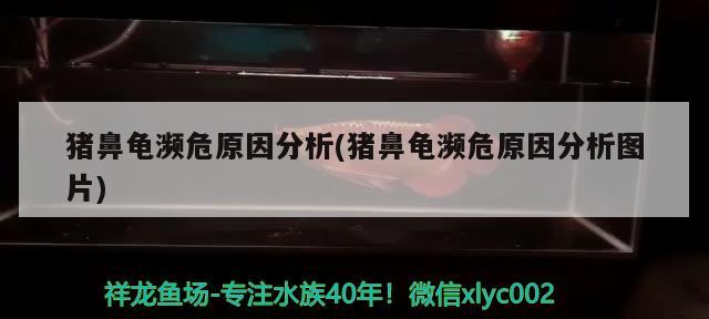 魚缸過濾器選購指南:自制魚缸過濾器魚缸上置過濾器對于養魚愛好者的必備知識 豬鼻龜瀕危原因分析(豬鼻龜瀕危原因分析圖片) 豬鼻龜百科 豬鼻龜瀕危原因分析(豬鼻龜瀕危原因分析圖片) 豬鼻龜瀕危原因分析(豬鼻龜瀕危原因分析圖片) 豬鼻龜百科