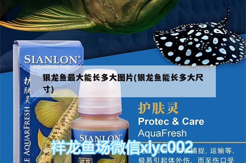 龍魚怕什么 銀龍魚最大能長多大圖片(銀龍魚能長多大尺寸) 銀龍魚百科 銀龍魚最大能長多大圖片(銀龍魚能長多大尺寸) 銀龍魚最大能長多大圖片(銀龍魚能長多大尺寸) 銀龍魚百科