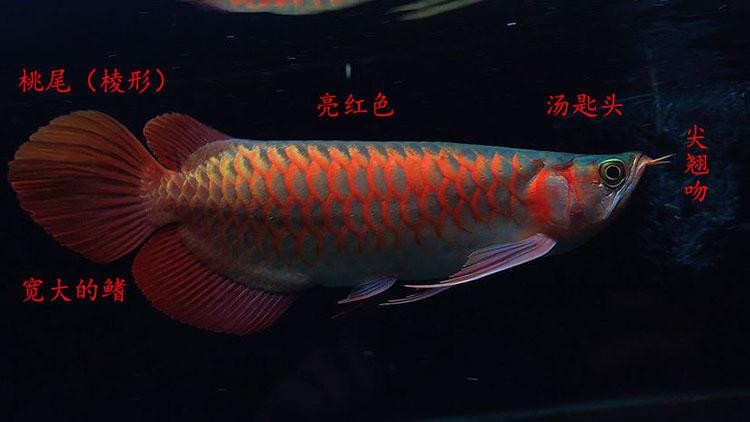 印尼加里曼丹紅龍怎么樣