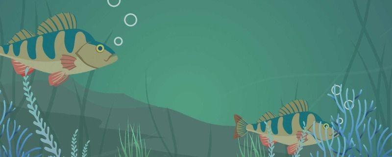 新加坡紅龍魚和馬來西亞紅龍魚混養嗎:新加坡紅龍魚和馬來西亞紅龍魚可以混養嗎 紅龍魚百科 第1張 新加坡紅龍魚和馬來西亞紅龍魚混養嗎:新加坡紅龍魚和馬來西亞紅龍魚可以混養嗎 新加坡紅龍魚和馬來西亞紅龍魚混養嗎:新加坡紅龍魚和馬來西亞紅龍魚可以混養嗎 紅龍魚百科 第1張