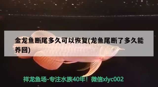 紅龍魚尾巴斷了還能長嗎：紅龍魚尾巴斷了后的恢復(fù)時間大約在3到5個月之間