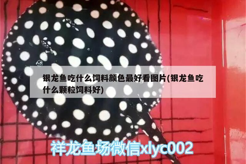 銀龍魚吃什么飼料顏色最好看圖片(銀龍魚吃什么顆粒飼料好)