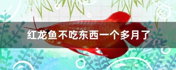 紅龍魚換水后不吃東西了：紅龍魚換水后不吃東西可能由多種因素引起紅龍魚水質