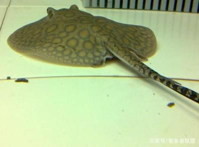魟魚脫膜爛邊：魟魚脫膜爛邊可能是由多種因素引起的