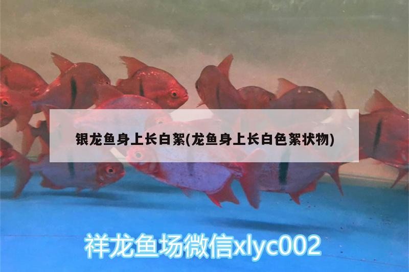 銀龍魚身上長白絮(龍魚身上長白色絮狀物)
