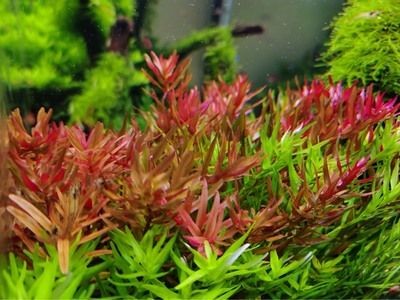 大型魚缸價格多少：不同類型的大型魚缸的價格范圍