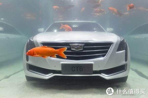 大型魚缸價格多少：不同類型的大型魚缸的價格范圍