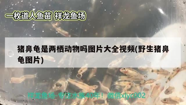 豬鼻龜是兩棲動物嗎圖片大全視頻(野生豬鼻龜圖片)