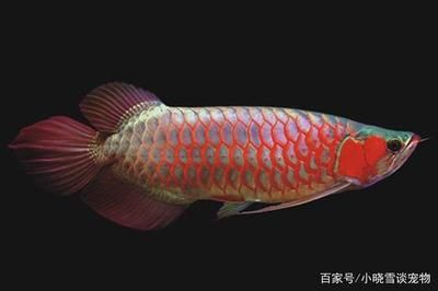 紅龍魚多久發(fā)色正常了：紅龍魚發(fā)色時(shí)間因品種和飼養(yǎng)條件不同而有所差異 紅龍魚多久發(fā)色正常了：紅龍魚發(fā)色時(shí)間因品種和飼養(yǎng)條件不同而有所差異 紅龍魚百科 第5張
