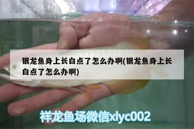 銀龍魚身上長白點了怎么辦啊(銀龍魚身上長白點了怎么辦啊)