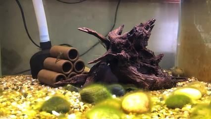 便宜的魚缸造景好嗎：魚缸造景的發(fā)展歷程 便宜的魚缸造景好嗎：魚缸造景的發(fā)展歷程 魚缸百科 第3張