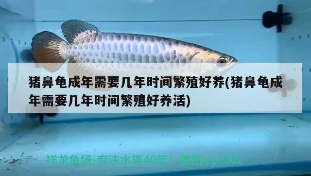 豬鼻龜成年需要幾年時間繁殖好養(豬鼻龜成年需要幾年時間繁殖好養活) 豬鼻龜成年需要幾年時間繁殖好養(豬鼻龜成年需要幾年時間繁殖好養活) 豬鼻龜百科