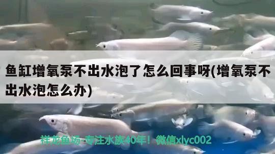魚缸增氧泵不出水泡了怎么回事呀(增氧泵不出水泡怎么辦)