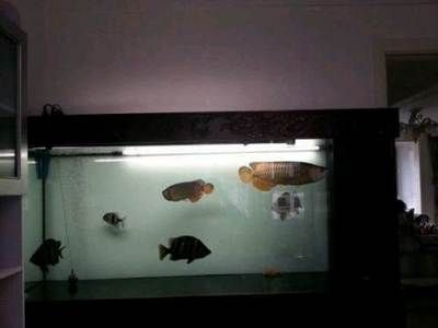 大同龍魚vs祥龍魚場（什么是大同龍魚）