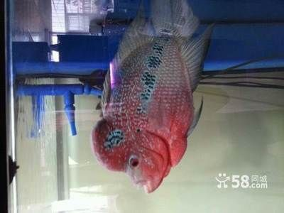 大同龍魚vs祥龍魚場（什么是大同龍魚）