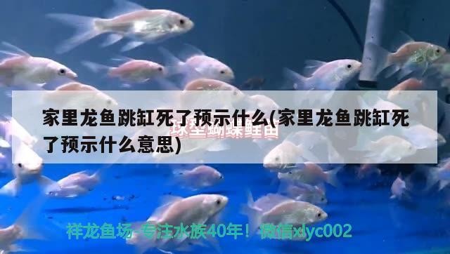家里龍魚跳缸死了預(yù)示什么(家里龍魚跳缸死了預(yù)示什么意思) 家里龍魚跳缸死了預(yù)示什么(家里龍魚跳缸死了預(yù)示什么意思) 紅龍魚百科