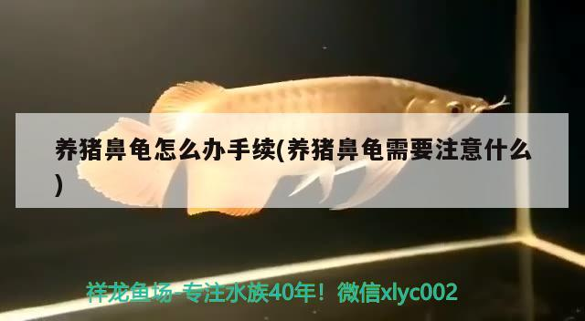 養豬鼻龜怎么辦手續(養豬鼻龜需要注意什么)
