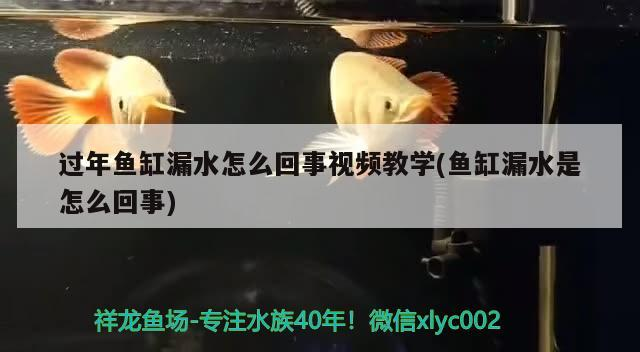 過年魚缸漏水怎么回事視頻教學(魚缸漏水是怎么回事) 過年魚缸漏水怎么回事視頻教學(魚缸漏水是怎么回事) 魟魚百科 第2張