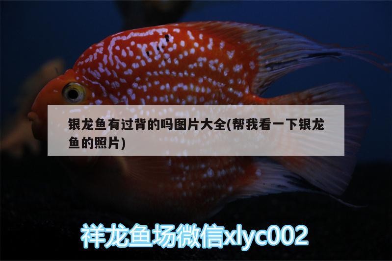 銀龍魚有過背的嗎圖片大全(幫我看一下銀龍魚的照片) 銀龍魚有過背的嗎圖片大全(幫我看一下銀龍魚的照片) 銀龍魚百科