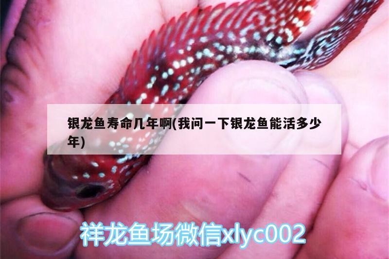 銀龍魚(yú)壽命幾年啊(我問(wèn)一下銀龍魚(yú)能活多少年)