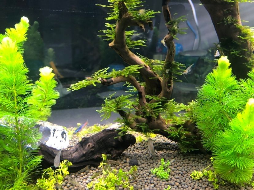 清遠魚缸批發市場在哪個位置（你是一個幾零后呢）