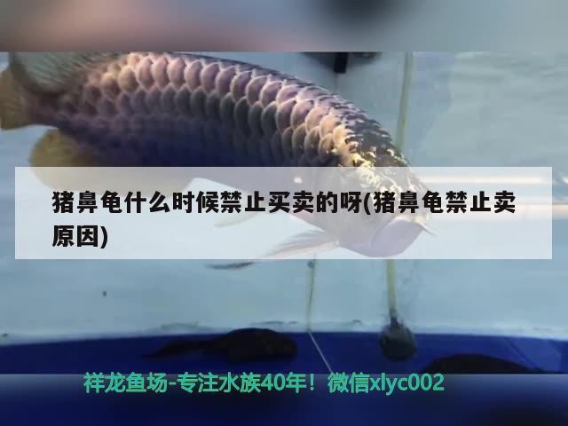 豬鼻龜什么時候禁止買賣的呀(豬鼻龜禁止賣原因)