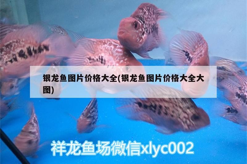 銀龍魚圖片價格大全(銀龍魚圖片價格大全大圖)