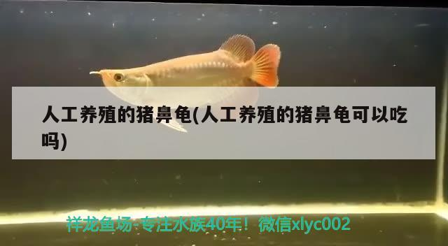 人工養殖的豬鼻龜(人工養殖的豬鼻龜可以吃嗎)
