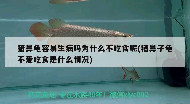 豬鼻龜容易生病嗎為什么不吃食呢(豬鼻子龜不愛(ài)吃食是什么情況)