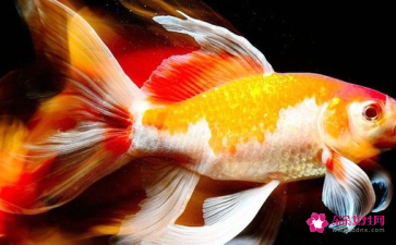 家里養龍魚的風水說法