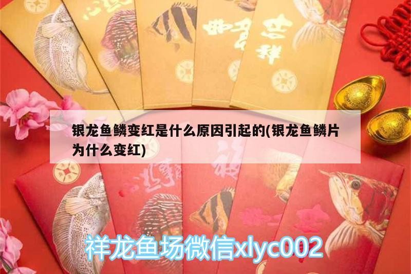 銀龍魚鱗變紅是什么原因引起的(銀龍魚鱗片為什么變紅)