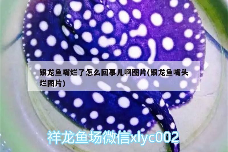 銀龍魚嘴爛了怎么回事兒啊圖片(銀龍魚嘴頭爛圖片)