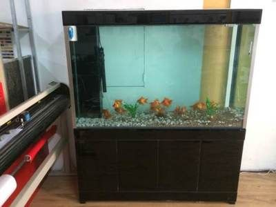 不用玻璃做魚缸：不用玻璃做魚缸怎么樣？