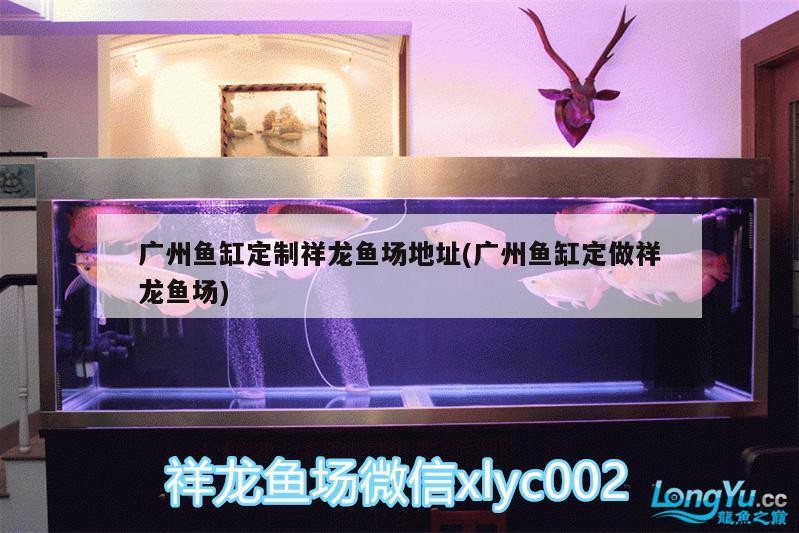 廣州魚缸定制祥龍魚場地址(廣州魚缸定做祥龍魚場)