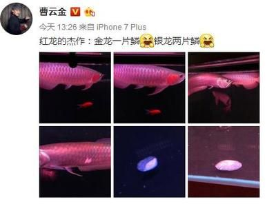 賣紅龍魚犯法嗎：賣紅龍魚犯法嗎？