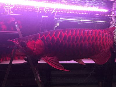 賣紅龍魚犯法嗎：賣紅龍魚犯法嗎？
