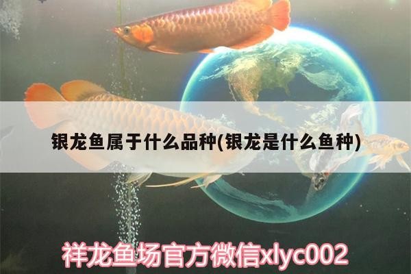 銀龍魚屬于什么品種(銀龍是什么魚種)