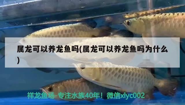 屬龍可以養龍魚嗎(屬龍可以養龍魚嗎為什么)