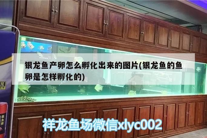 銀龍魚產卵怎么孵化出來的圖片(銀龍魚的魚卵是怎樣孵化的)
