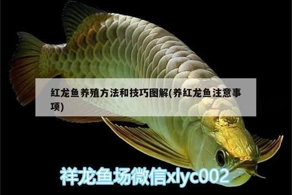 紅龍魚的飼養技巧和方法:紅龍魚的飼養技巧和方法和方法詳解 紅龍魚百科 第2張 紅龍魚的飼養技巧和方法:紅龍魚的飼養技巧和方法和方法詳解 紅龍魚的飼養技巧和方法:紅龍魚的飼養技巧和方法和方法詳解 紅龍魚百科 第2張