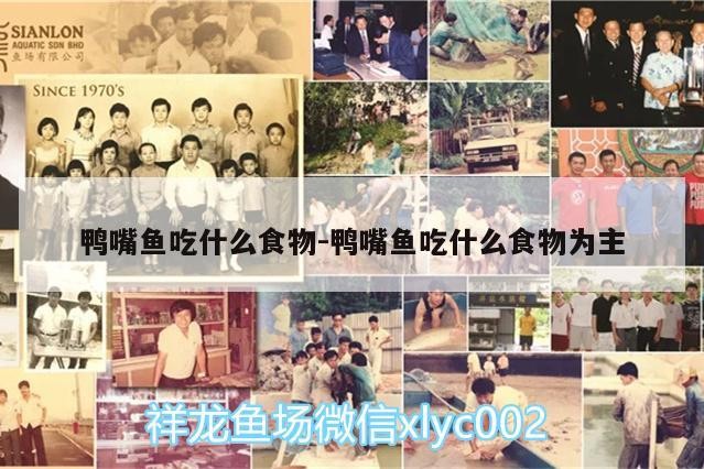 鴨嘴魚吃什么食物:鴨嘴魚吃什么食物為主 鴨嘴魚吃什么食物:鴨嘴魚吃什么食物為主 魟魚百科