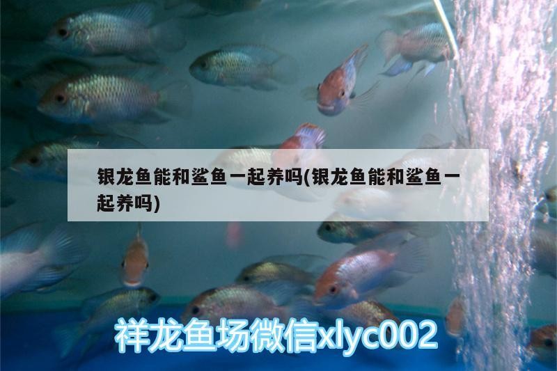銀龍魚能和鯊魚一起養(yǎng)嗎(銀龍魚能和鯊魚一起養(yǎng)嗎) 銀龍魚能和鯊魚一起養(yǎng)嗎(銀龍魚能和鯊魚一起養(yǎng)嗎) 銀龍魚百科