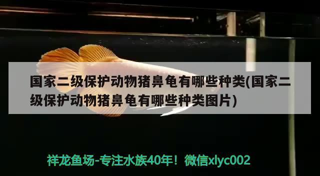 國家二級保護動物豬鼻龜有哪些種類(國家二級保護動物豬鼻龜有哪些種類圖片)